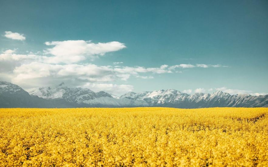 Photo of yellow Canola Fields, Western Cape, Cape Town, South Africa. Photo by Mitch Glover Photography